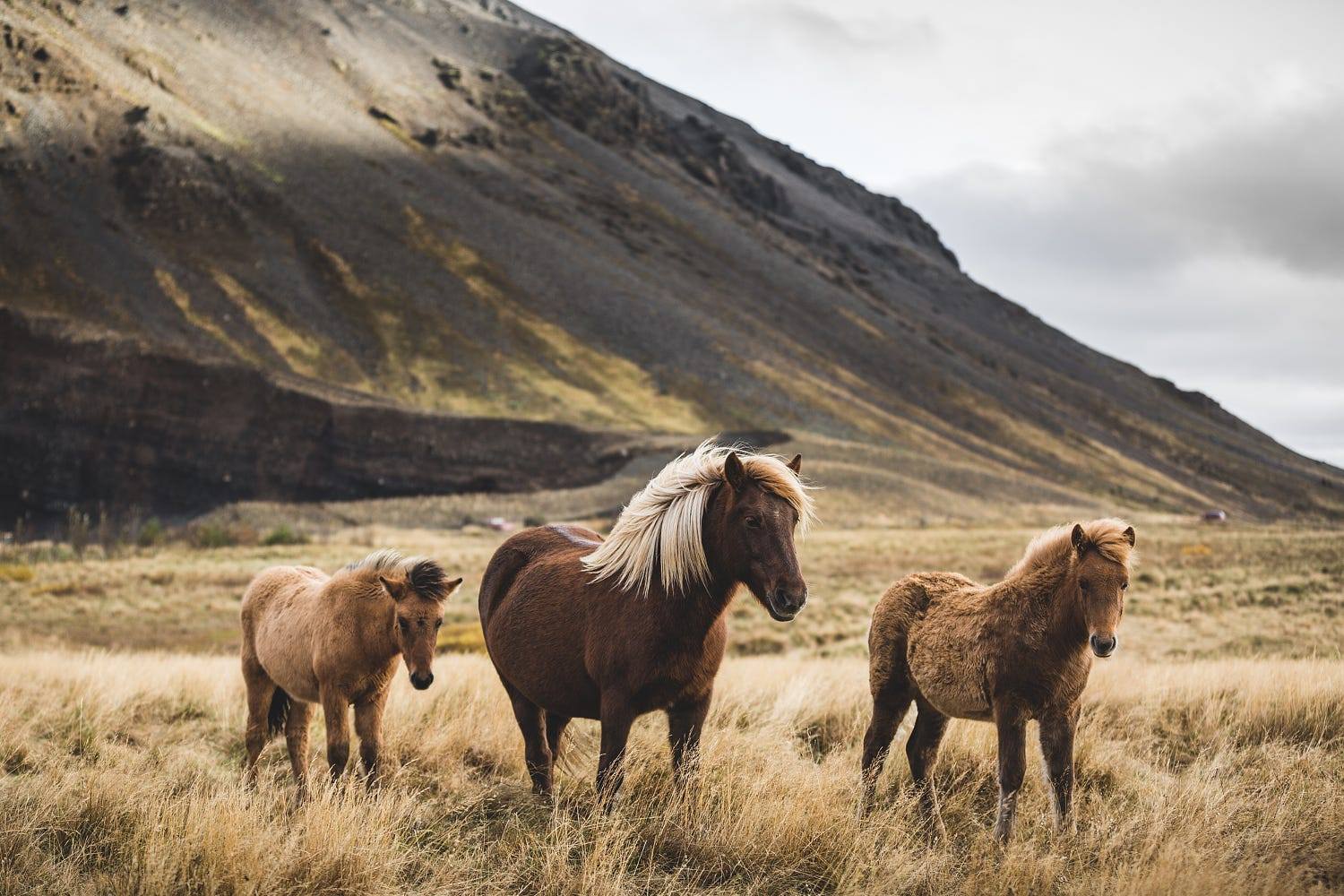 icelandic horse sales price